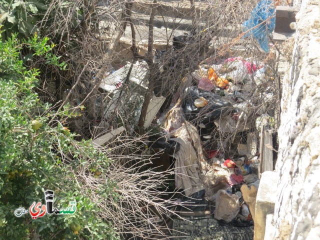  كفرقاسم- فيديو : معالم كفرقاسم  تحولت الى مزبلة ومرتع للأفاعي والحشرات في مركز البلدة والأهالي يتذمرون ويستصرخون البلدية 